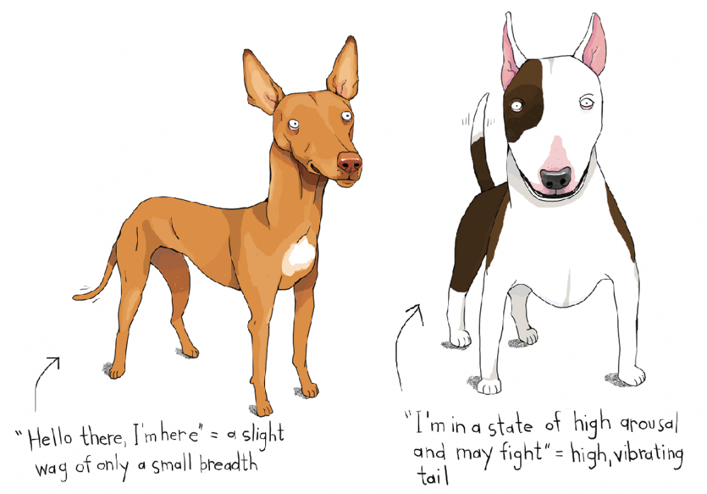 Why Dogs Have Tails Modern Dog magazine